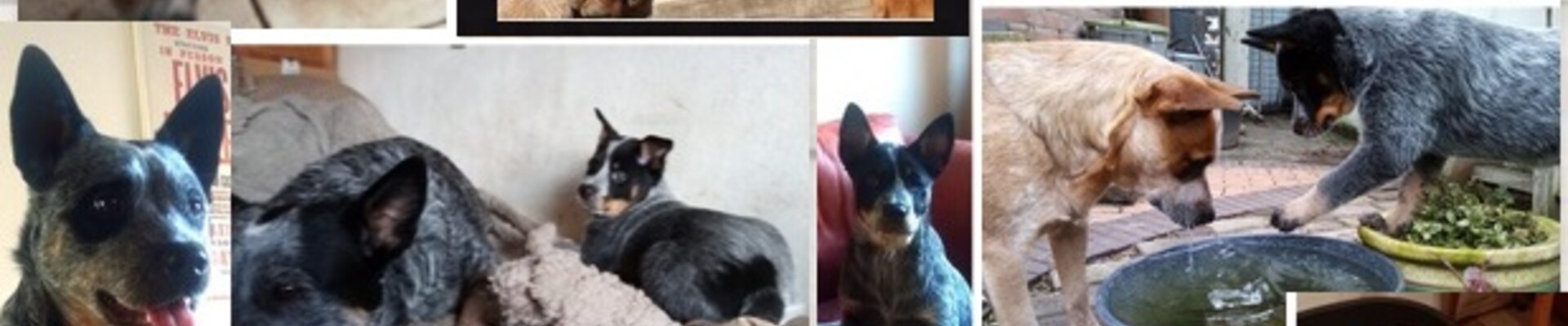 Izzy Bella Donna: Onze roedel