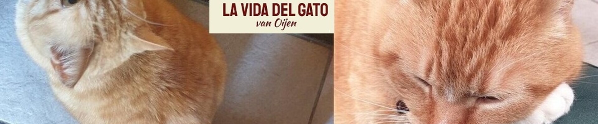 Landar, rode Europese kater