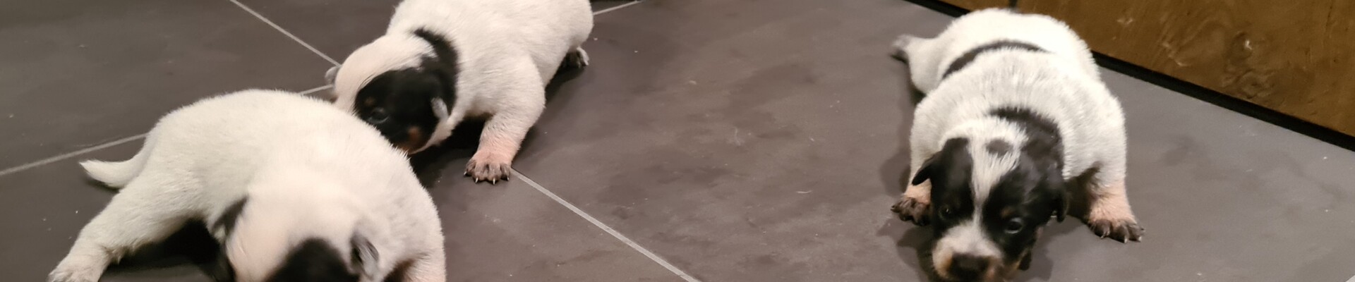 Datum: 5 dec. Sinterklaas