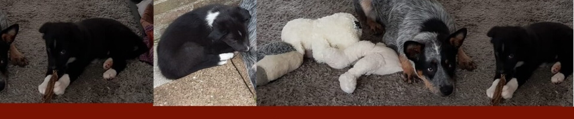 (13 juli) Ava Kira en Flynn