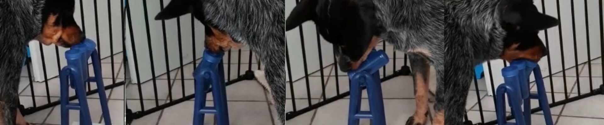 Trixie Dog Activity Turn Around 