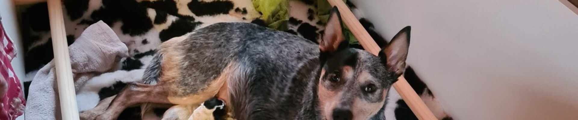 Australian cattle dogs 