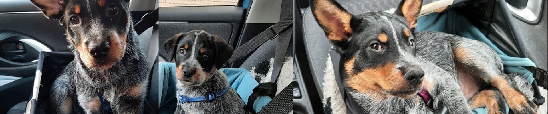 Soran Bart: prive puppycurcus