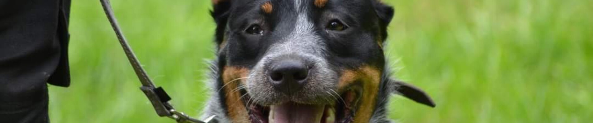 Izzy en Vida: hondenschool