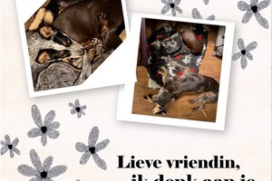 Abby Lavie: Onze roedel