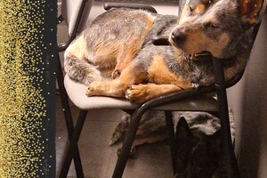 Dakota en Izzy: Lekker rusten