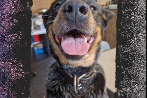 Fitness les/balans en coördinatie 