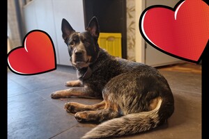 Izzy en Yada: balans en coördinatie les 