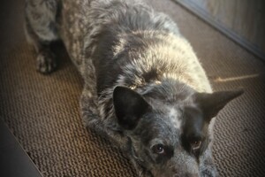 Silver en Bucky: FCI OBEDIENCE groepsles