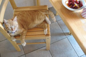 Landar, rode Europese kater