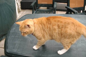 Landar, rode Europese kater