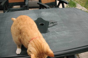 Landar, rode Europese kater