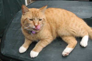 Landar, rode Europese kater