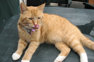 Landar, rode Europese kater