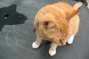 Landar, rode Europese kater