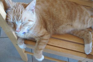 Landar, rode Europese kater