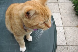 Landar, rode Europese kater