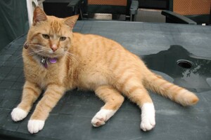 Landar, rode Europese kater