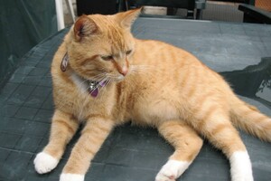 Landar, rode Europese kater