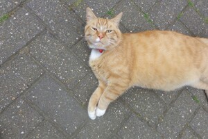Landar, rode Europese kater