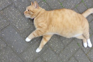 Landar, rode Europese kater