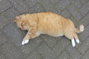 Landar, rode Europese kater