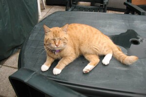 Landar, rode Europese kater