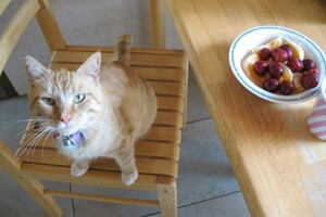 Landar, rode Europese kater