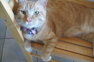 Landar, rode Europese kater