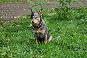 Agility en gehoorzaamslessen