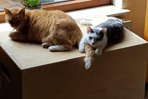 Landar, rode Europese kater