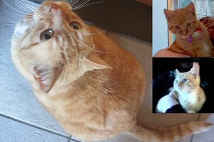 Landar, rode Europese kater