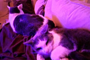 2021: Lucky en Faith