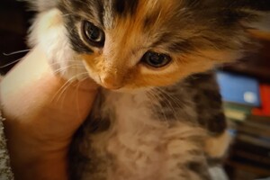 Camélia (poes): het begin