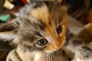 Camélia (poes): het begin