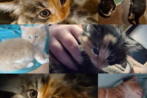 Onze langharige katten