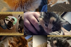 Onze langharige katten