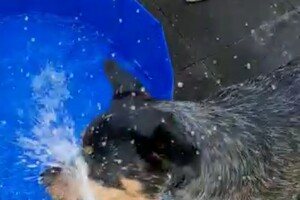 Soran Bart: water pret thuis