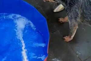 Soran Bart: water pret thuis