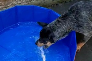 Soran Bart: water pret thuis