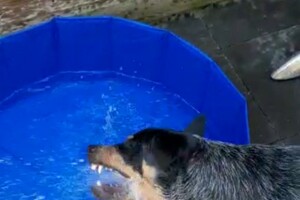 Soran Bart: water pret thuis