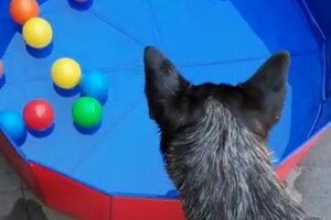 Soran Bart: water pret thuis