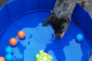 Soran Bart: water pret thuis