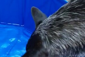 Soran Bart: water pret thuis