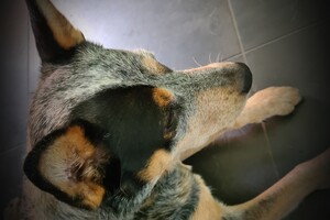 Dakota kijkt naar Izzy