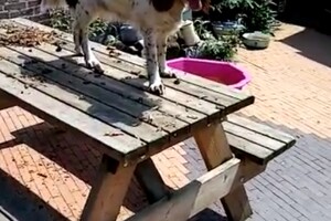 Izzy Bella Donna: Onze roedel