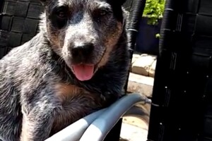 Izzy Bella Donna: Onze roedel