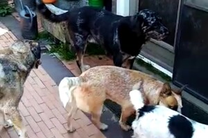 Izzy Bella Donna: Onze roedel