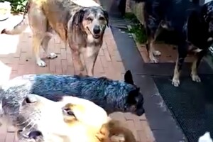 Izzy Bella Donna: Onze roedel