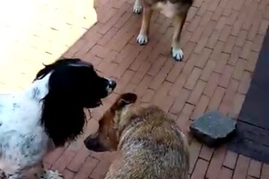 Izzy Bella Donna: Onze roedel